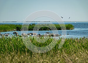 View of the bay, green reeds, lots of rocks, good bird nesting places, Saaremaa, Estonia