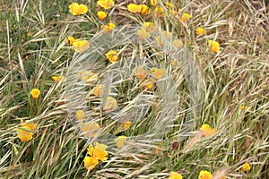 View of Bay with Native Plants