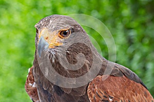 View of the bay-winged hawk Parabuteo unicinctus, looking to the left on a green background