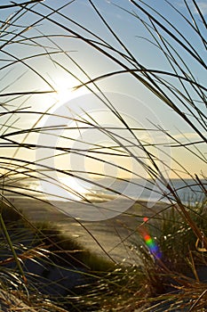 View through beach grass to the sea at sunset