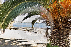 View of the beach through the leaves of a flowering palm tree. Beautiful coast in Greece.