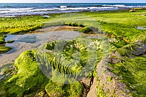 View of the beach at low tide. Stones covered with green wet seaweed with puddles of water between