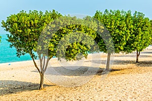 View of a beach with an orchard in the Kuwait city