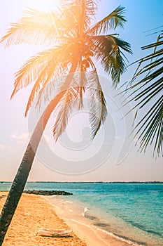 View on the beach with palm tree.
