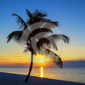 View of Beach with palm tree at sunset