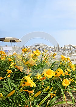 View of the beach with yellow flowers on a sunny summer day