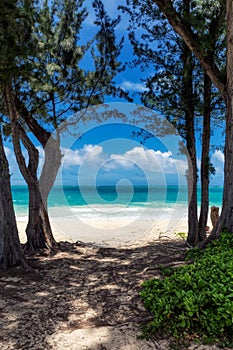 View of beatiful beach with turquoise water between two trees in Waimanalo, Oahu