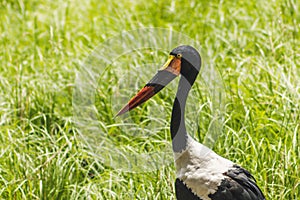 View of a beautiful addle-billed stork looking aside in front of thick, green grass