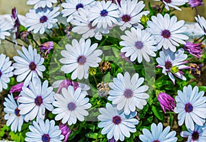 View of beautiful African daisy osteosperum white flowers