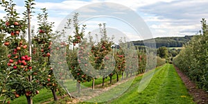 Apple orchard. View on the apple trees photo