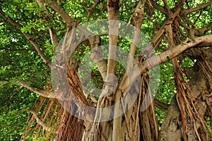 A view of the beautiful Banyan tree in Bayside shopping mall in Downtown Miami