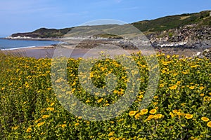 Barricane Beach in North Devon