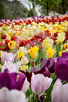 view of a beautiful bed of tulips in a park