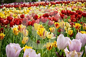 view of a beautiful bed of tulips in a park