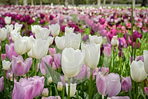 view of a beautiful bed of tulips in a park