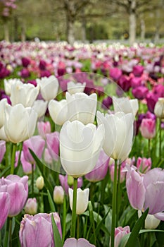 view of a beautiful bed of tulips in a park