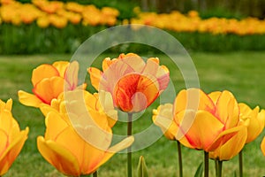 view of a beautiful bed of tulips in a park