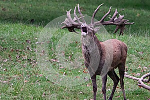 View of a beautiful bellowing deer in a field with fresh grass