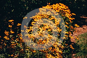 View of beautiful Black-eyed Susan flowers in a field