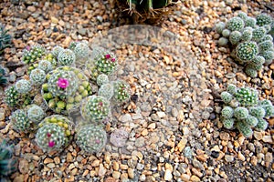 View of beautiful blooming wild desert hedgehog cactus cactus flowers