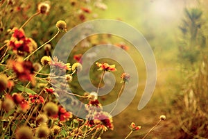 Beautiful wild blossming autumn flowers background