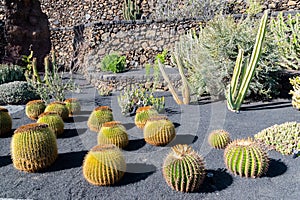 View of beautiful cactus in Lanzarote, canary islands