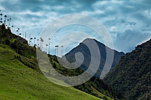 View of the beautiful cloud forest and the Quindio Wax Palms at the Cocora Valley located in Salento in the Quindio region in