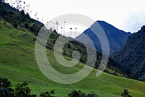 View of the beautiful cloud forest and the Quindio Wax Palms at the Cocora Valley located in Salento in the Quindio region in