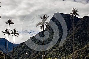 View of the beautiful cloud forest and the Quindio Wax Palms at the Cocora Valley located in Salento in the Quindio region in