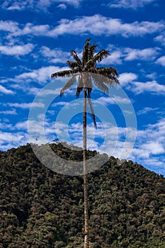 View of the beautiful cloud forest and the Quindio Wax Palms at the Cocora Valley located in Salento in the Quindio region in