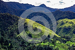 View of the beautiful cloud forest and the Quindio Wax Palms at the Cocora Valley located in Salento in the Quindio region in
