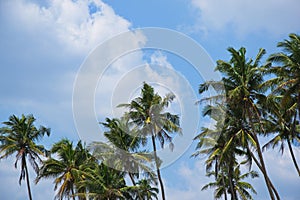 View of beautiful coconut palms. Beautiful blue sky
