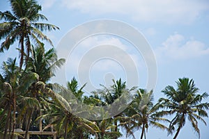 View of beautiful coconut palms. Beautiful blue sky