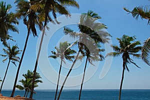 View of beautiful coconut palms. Beautiful blue sky