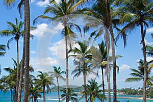 View of beautiful coconut palms