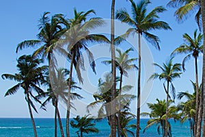 View of beautiful coconut palms