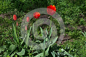 A view of a beautiful corner of a garden with blooming red tulips in various stages of bloom