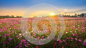 View of beautiful cosmos flower field in sunset time.