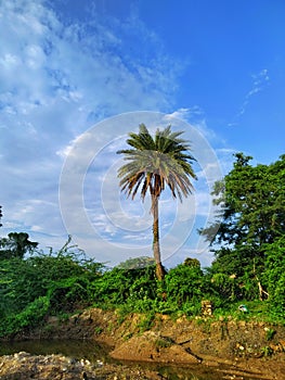 It is view of beautiful dates palm tree.