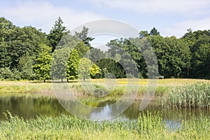 View on a beautiful Dutch summer landscape with grass, trees, a pond, wild flowers.