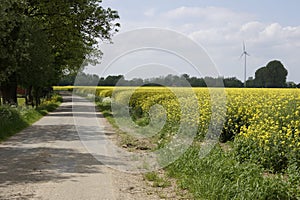 View of a beautiful field of bright yellow canola