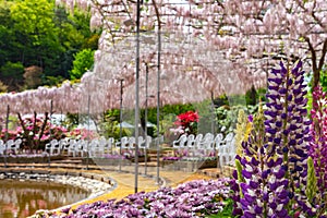 View of beautiful full bloom Wisteria blossom trees and Lupinus and multiple kind of flowers in springtime sunny day