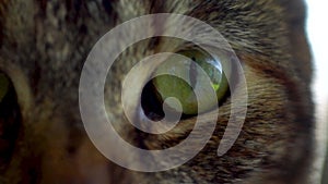 View of beautiful green cat eye close in real time