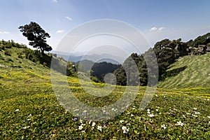 View of beautiful green scenery and mountain ridges at Hatu Peak of Narkanda town, Himachal Pradesh.