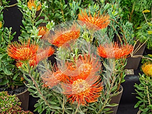 View of beautiful Leucospermum or Pincushion Protea flowers.