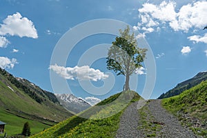 Lone tree on the side of a gravel country lane with blue sky and moutain landscape behind