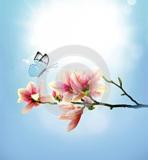 View of beautiful magnolia and butterfly with blue sky background. Spring and summer concept