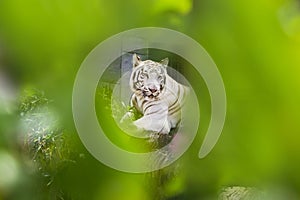 View on the beautiful and majestic white tiger through a thicket