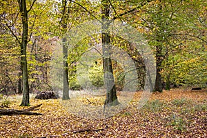 View into a beautiful mixed forest in autumn, leaves of beech, oak and maple trees