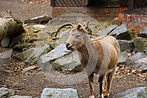 View of a beautiful mountain goat in the park